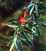 Волчье Лыко