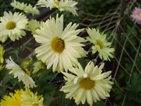 Волшебница [Род дендрантема – Dendranthema (DC.) Desmoul]