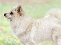 Вольпино итальяно