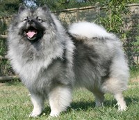 Вольфшпиц (фотография)