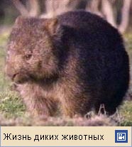 Вомбат (видео)