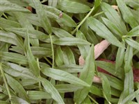 Воробейник пурпурно-голубой – Lithospermum purpureocaeruleum L. (1)