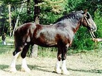 Воронежская тяжелоупряжная лошадь (жеребец)