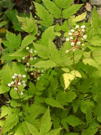 Воронец белый – Actaea alba (L.) Mill non Mackenzie & Rydb. (1)