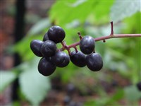 Воронец колосовидный – Actaea spicata L.