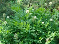 Воронец красноплодный – Actaea erythrocarpa Fish. (1)