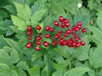 Воронец красный – Actaea rubra (Ait.) Willd.