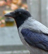 Вороны (серая ворона)