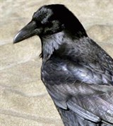 Вороны (черная ворона)