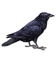 Ворон (птица)