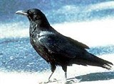 Ворон (Corvus corax)