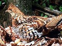 Воротничковый рябчик (самка)