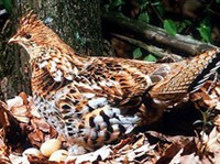 Воротничковый рябчик 1 (самка)