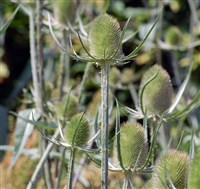 Ворсянка (в поле)