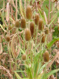 Ворсянка ворсовальная – Dipsacus fullonum L.