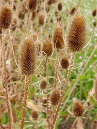 Ворсянка посевная – Dipsacus sativus (L.) Honck.