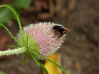Ворсянка разрезная – Dipsacus laciniatus L.