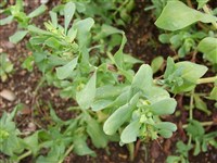 Восковник большой – Cerinthe major L.
