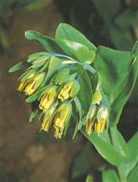 Восковник голый, альпийский – Cerinthe glabra Mill.