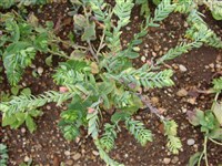 Восковник малый – Cerinthe minor L.