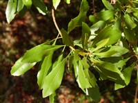 Восковница обыкновенная – Myrica gale L.