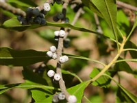 Восковница пенсильванская – Myrica pensylvanica Lois.