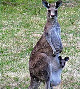 Восточный серый кенгуру (детенышем)