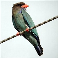 Восточный широкорот