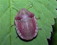 Вредная черепашка (на листе)