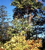 Времена года (осенний лес)