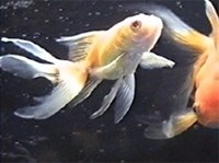 Вуалехвосты