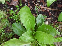 Вулфения каринтская – Wulfenia carinthiaca Jacq.