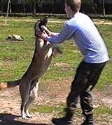 Выгуливание собаки (Игра)