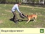 Выгуливание собаки (видео)