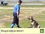 Выдержка собаки (видео)