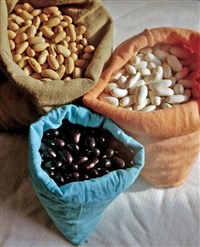 Высокобелковые культуры (семена)