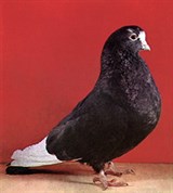 Высоколетные голуби (Курский)