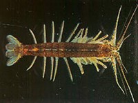 Высшие ракообразные (Синкарида)