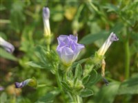 Вьюнок мавританский, сабатийский – Convolvulus mauritanicus Boiss.