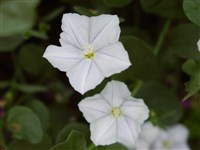 Вьюнок седой – Convolvulus incanus Vahl.