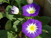 Вьюнок трехцветный – Convolvulus tricolor L.