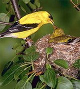 Вьюрковые (американский чиж)