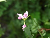 Вязель критский – Coronilla cretica L.