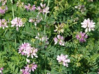 Вязель пестрый, разноцветный – Coronilla varia L. (1)