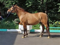 Вятская лошадь (фотография)