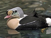 ГАГА-ГРЕБЕНУШКА