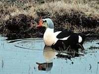 ГАГА-ГРЕБЕНУШКА (самец)