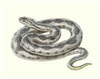 ГАДЮКА обыкновенная (рисунок)