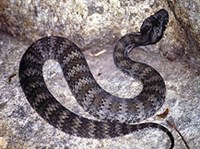 ГАДЮКООБРАЗНАЯ СМЕРТЕЛЬНАЯ ЗМЕЯ