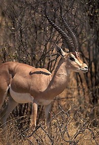 ГАЗЕЛИ (газель Гранта)